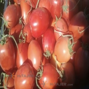 گوجه فرنگی شیراز