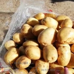 Hamedan marfona seed potato