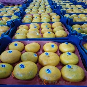 نارنگی بابل