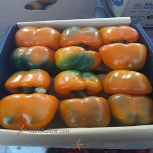 فلفل حلو ملون شهرضا