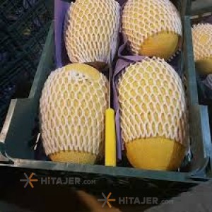 Dezful Rock Honeydew Melon