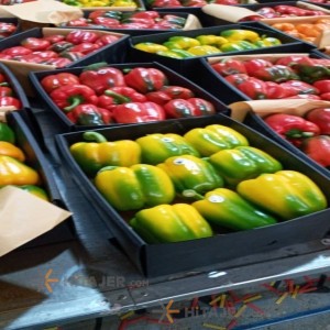 فلفل حلو ملون شهرضا