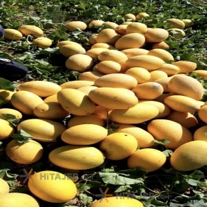 Dezful Rock Honeydew Melon