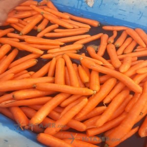 Lorestan carrot