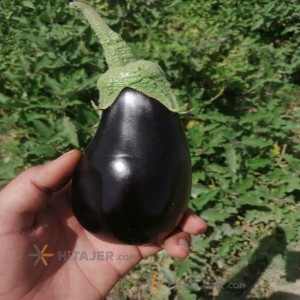 بادمجان دلمه ای خوزستان