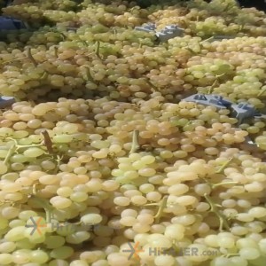 Orumiyeh Seedless yellow and red grapes