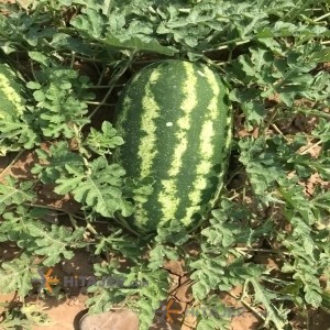 هندوانه بیضی دزفول