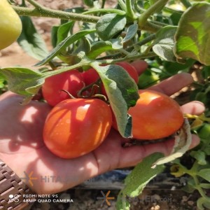 Bushehr Tomato