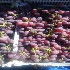 Orumiyeh Seedless yellow and red grapes