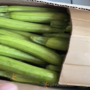 Varamin Zucchini