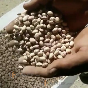 فاصولیا البینتو