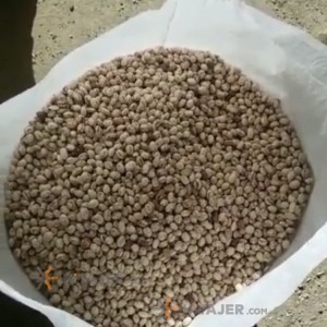 فاصولیا البینتو