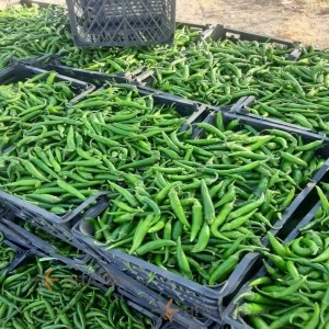 Dezful Hot Green Pepper