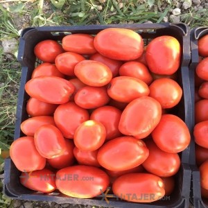 Shiraz TD seed Red Tomato