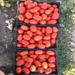 Shiraz TD seed Red Tomato