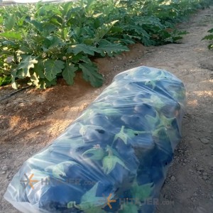 Vahdatiyeh bell pepper
