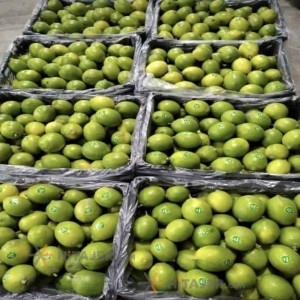 لیمو سنگی جهرم