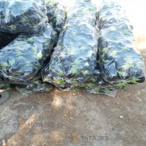 Vahdatiyeh bell pepper