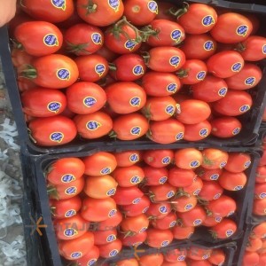 گوجه فرنگی بذر 8320 بوشکان