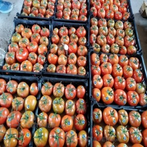 گوجه فرنگی قزوین