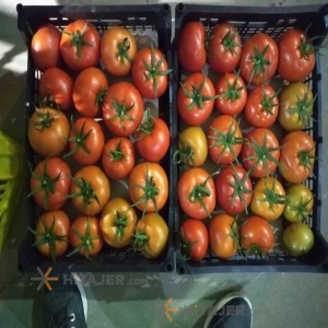 گوجه فرنگی قزوین