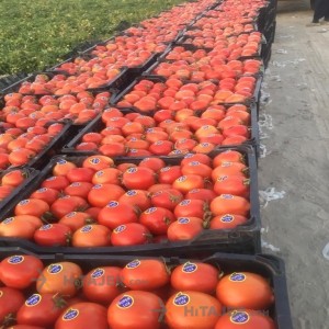 گوجه فرنگی بذر 8320 بوشکان