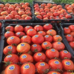 گوجه فرنگی بذر 8320 بوشکان