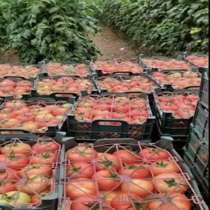 گوجه فرنگی بذر ازمیر همدان