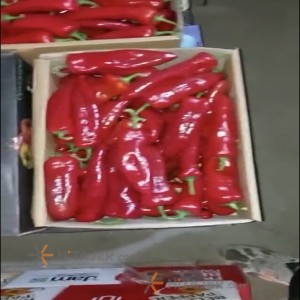 فلفل أحمر حار طهران