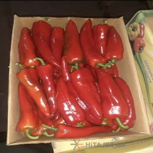 فلفل أحمر حار طهران