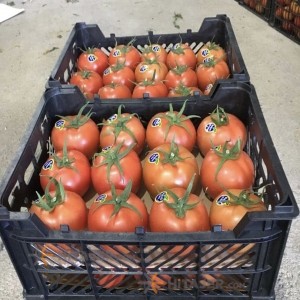 گوجه فرنگی بذر ازمیر همدان