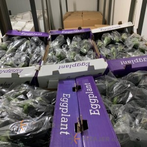 Isfahan greenhouse eggplant