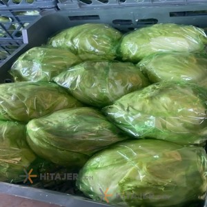 کاهو آیس برگ سبز کرج