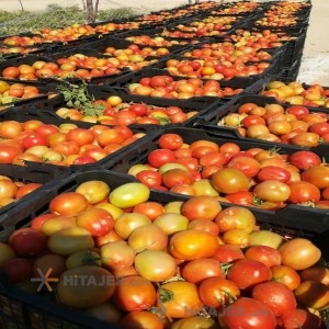 گوجه فرنگی بذر افرا بوشهر