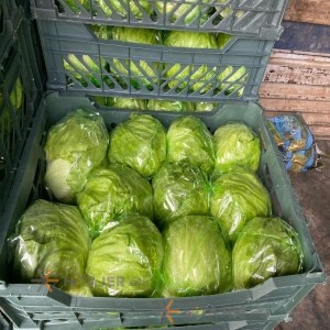 کاهو آیس برگ سبز کرج