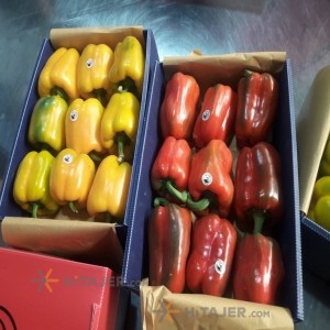 فلفل دلمه ای رنگی اصفهان