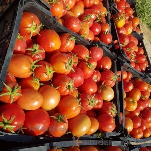 گوجه فرنگی بذر افرا بوشهر