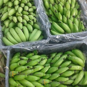 موز سبز چابهار