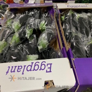 Isfahan greenhouse eggplant