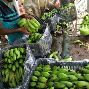 موز سبز چابهار