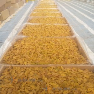 Kashmar Golden Raisin
