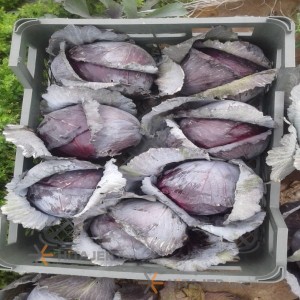 کلم سفید و قرمز بوشهر