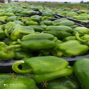 فلفل حلو أخضر دزفول