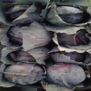 کلم سفید و قرمز بوشهر