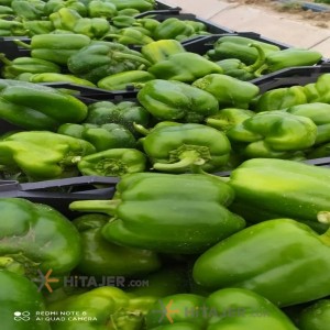 فلفل حلو أخضر دزفول