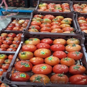 طماطم شیراز من البزور باسیمو