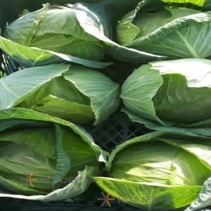 کلم سفید و قرمز بوشهر