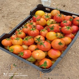 طماطم شیراز من البزور باسیمو