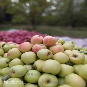 Urmia yellow apple