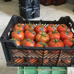 گوجه فرنگی بذر 4129 تهران